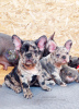 Photo №2 to announcement № 34712 for the sale of french bulldog - buy in Russian Federation from nursery