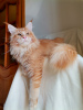 Photo №2 to announcement № 21334 for the sale of maine coon - buy in Russian Federation breeder