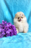 Photo №2 to announcement № 95076 for the sale of pomeranian - buy in Belarus breeder