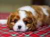 Photo №2 to announcement № 93587 for the sale of cavalier king charles spaniel - buy in Germany private announcement