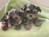 Photo №1. yorkshire terrier - for sale in the city of Graz | 370$ | Announcement № 99171
