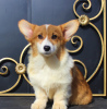 Photo №1. welsh corgi - for sale in the city of Москва | 651$ | Announcement № 51355