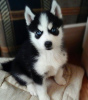 Photo №1. siberian husky - for sale in the city of Klaipėda | negotiated | Announcement № 85331