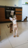 Photo №1. abyssinian cat - for sale in the city of Влёра | 332$ | Announcement № 18728