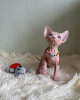 Photo №2 to announcement № 43820 for the sale of sphynx cat - buy in United States private announcement