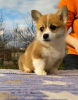 Photo №2 to announcement № 19967 for the sale of welsh corgi - buy in Russian Federation breeder