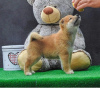 Additional photos: Shiba Inu puppies