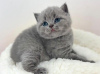 Photo №2 to announcement № 89816 for the sale of british shorthair - buy in Germany private announcement