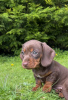 Photo №2 to announcement № 103820 for the sale of dachshund - buy in United States private announcement