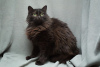 Photo №3. The suffering cat Ksyusha is looking for a home! Handy and affectionate!. Russian Federation