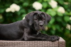 Photo №2 to announcement № 64553 for the sale of cane corso - buy in Latvia from nursery