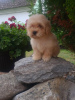 Photo №2 to announcement № 69184 for the sale of maltipu - buy in Serbia breeder