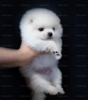 Photo №2 to announcement № 6442 for the sale of german spitz - buy in Russian Federation breeder