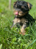 Additional photos: Beautiful miniature Yorkshire terrier puppies