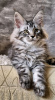 Photo №2 to announcement № 118292 for the sale of maine coon - buy in United States private announcement