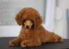 Photo №1. poodle (toy) - for sale in the city of Belgrade | negotiated | Announcement № 119423