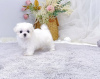 Photo №1. maltese dog - for sale in the city of Leoben | 371$ | Announcement № 107542