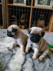 Photo №1. puggle - for sale in the city of Berlin | 395$ | Announcement № 23727