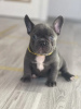 Photo №2 to announcement № 30345 for the sale of french bulldog - buy in Germany private announcement