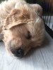 Photo №4. I will sell golden retriever in the city of A Coruña. private announcement, breeder - price - 475$