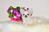 Photo №2 to announcement № 8466 for the sale of chihuahua - buy in Russian Federation from nursery, breeder