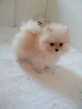 Photo №3. Purebred Pomeranian puppies BOO. Serbia