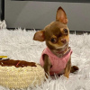 Photo №1. chihuahua - for sale in the city of Helsinki | 370$ | Announcement № 117303