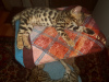 Photo №1. bengal cat - for sale in the city of Krasnodar | 647$ | Announcement № 7946