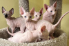 Photo №1. sphynx cat - for sale in the city of Berlin | negotiated | Announcement № 119981