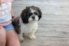 Photo №1. shih tzu - for sale in the city of Freiburg im Breisgau | negotiated | Announcement № 44775