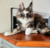 Photo №4. I will sell maine coon in the city of Pratteln. private announcement - price - 423$