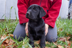 Photo №1. labrador retriever - for sale in the city of Orenburg | 235$ | Announcement № 3816