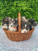 Photo №1. welsh corgi - for sale in the city of Houston | 500$ | Announcement № 37540