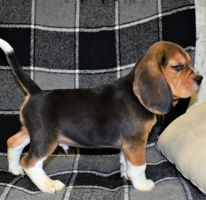 Photo №2 to announcement № 2263 for the sale of beagle - buy in Russian Federation private announcement, breeder