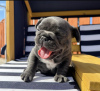 Photo №1. french bulldog - for sale in the city of Мадрид | negotiated | Announcement № 116155