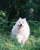 Photo №4. Mating samoyed dog in Belarus. Announcement № 8047
