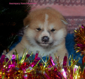 Photo №4. I will sell akita in the city of St. Petersburg. from nursery - price - 665$