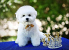 Photo №4. I will sell bichon frise in the city of Belgrade. breeder - price - negotiated