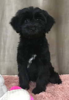 Photo №2 to announcement № 4929 for the sale of tibetan terrier - buy in Russian Federation private announcement