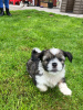 Photo №1. non-pedigree dogs - for sale in the city of Bamberg | Is free | Announcement № 118093