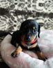 Photo №1. dachshund - for sale in the city of Tallinn | 740$ | Announcement № 103575