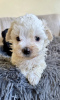 Photo №3. Maltipoo puppy. United States