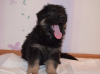 Additional photos: German shepherd puppies