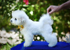 Additional photos: Bichon Frize puppy for sale