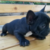 Photo №4. I will sell french bulldog in the city of Lindow. private announcement - price - 260$