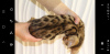 Photo №1. bengal cat - for sale in the city of Odessa | 350$ | Announcement № 10474