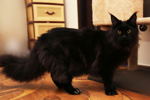 Photo №4. I will sell maine coon in the city of Odessa. private announcement - price - 500$