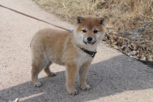 Photo №2 to announcement № 1806 for the sale of shiba inu - buy in Russian Federation 
