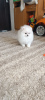 Photo №2 to announcement № 124453 for the sale of pomeranian - buy in Germany private announcement