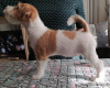 Photo №4. I will sell jack russell terrier in the city of Gomel. private announcement - price - 320$